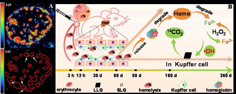 南京大学环境学院毛亮课题组关于石墨烯生物安全性研究取得新进展