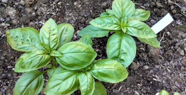 七水硫酸镁用来养花的几大好处，避免叶黄，让植物移栽更轻松