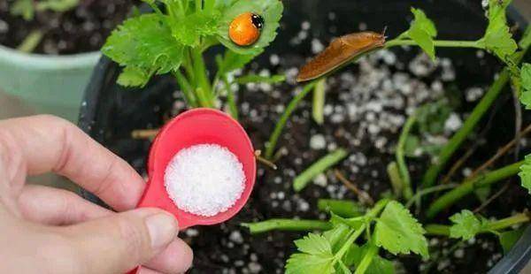 七水硫酸镁用来养花的几大好处，避免叶黄，让植物移栽更轻松