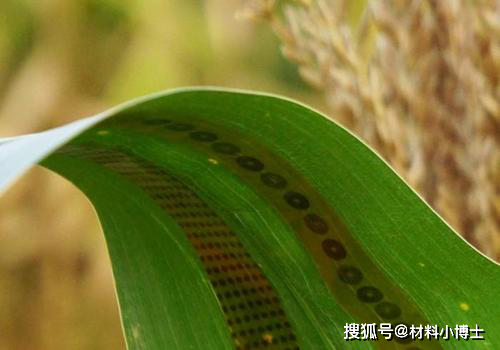 石墨烯小知识之石墨烯在农业中的应用