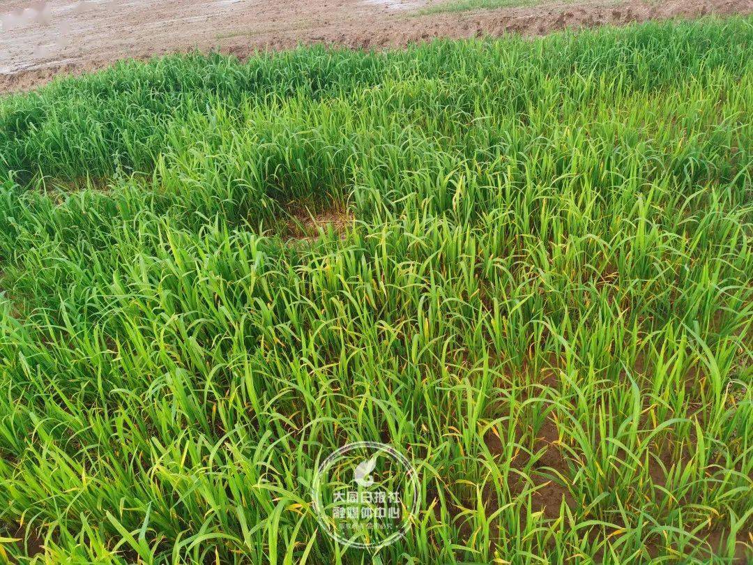 大同大学石墨烯科研团队，助力内蒙古盐碱地治理