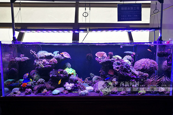 网媒记者走进在桂第一学府 聚焦西大“双创”风采