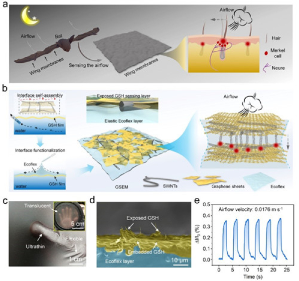 宁波材料所在蝙蝠翼膜启发的气流传感系统方面取得进展