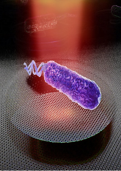 用石墨烯“聆听”细菌“配乐”，或可用于抗生素耐药性的快速检测|总编辑圈点
