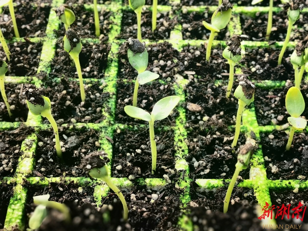 “莲城”春来早①：湘潭科学育种做强农业“芯片”