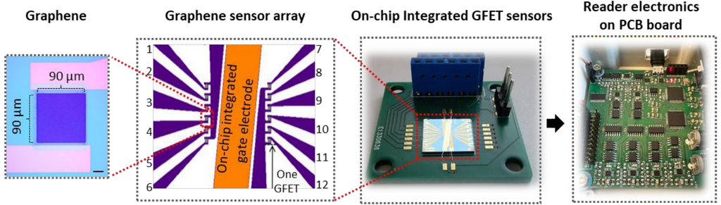 适用于 COVID-19 的可靠、便携、快速的石墨烯传感器