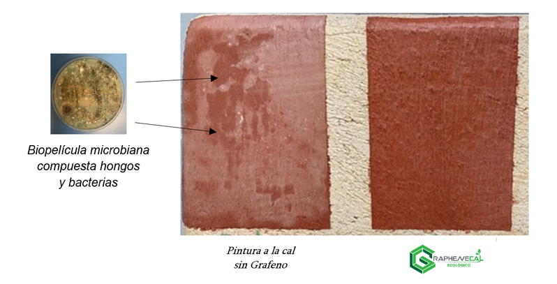 石墨烯涂料 抗微生物药物