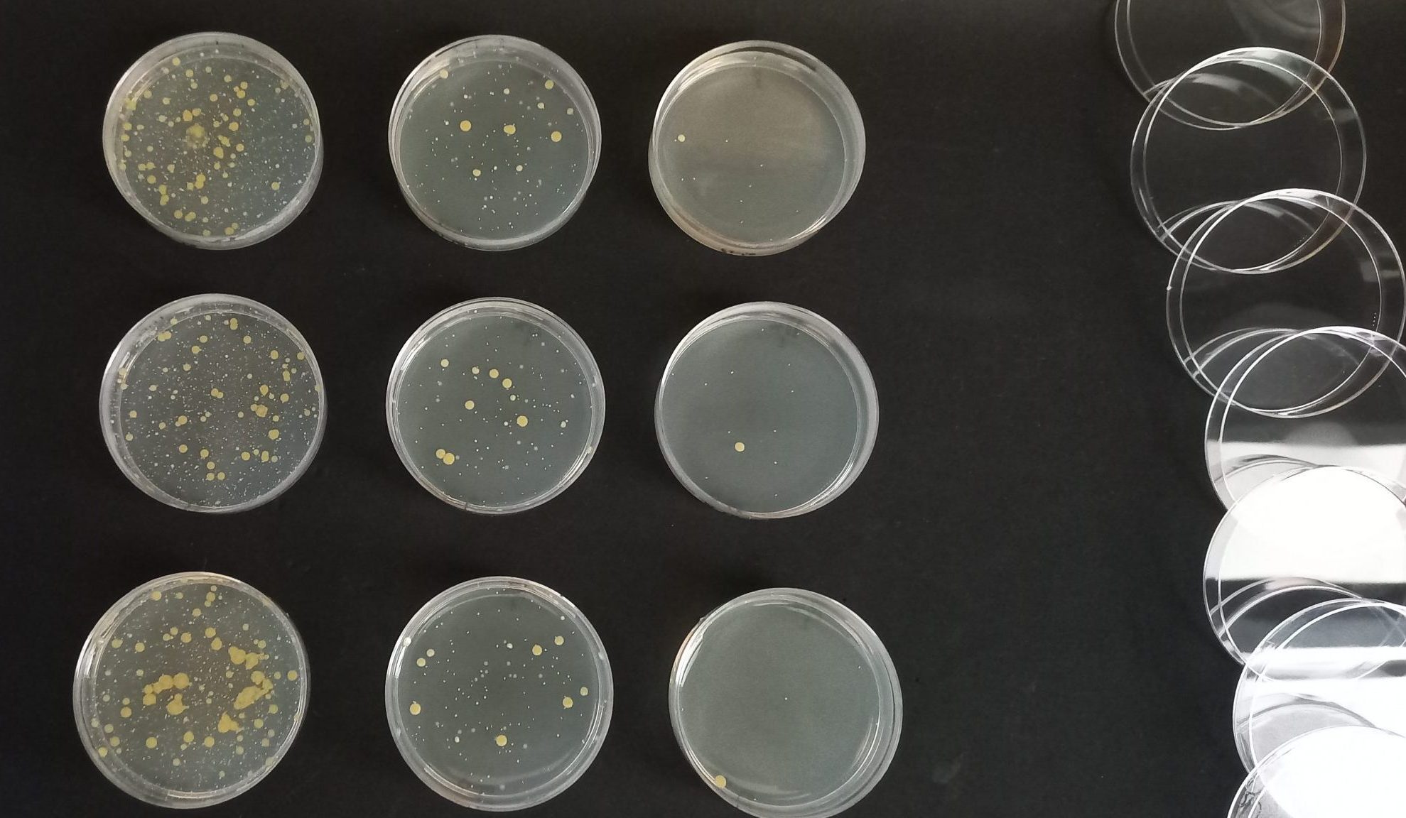 GC Halo®对大肠杆菌和金黄色葡萄球菌的惊人结果