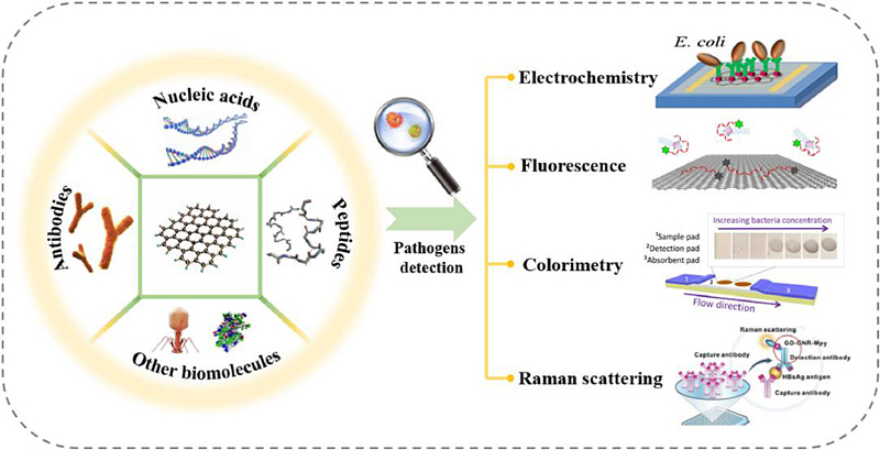 石墨烯生物传感器：病原体的检测