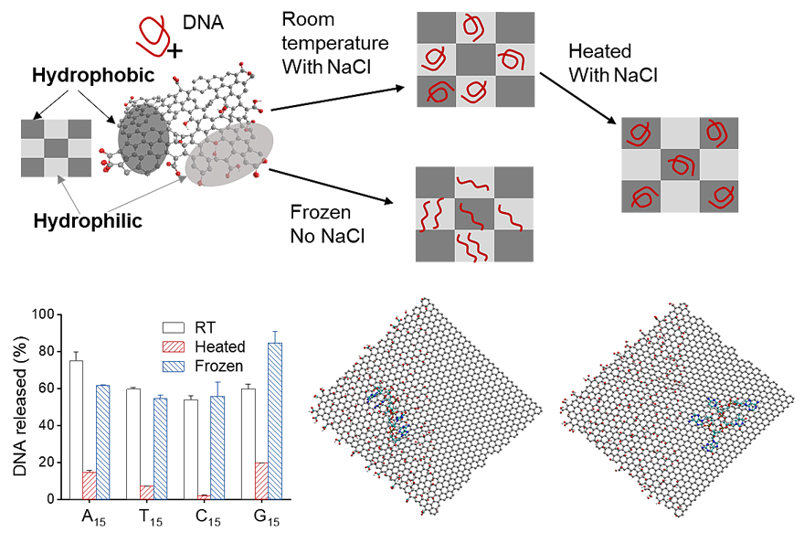 DNA和氧化石墨烯的“冰与火之歌”