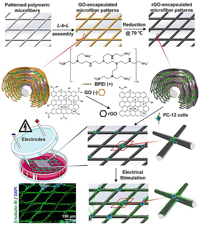 斯蒂文斯理工学院王红军教授课题组等利用还原氧化石墨烯涂层及近场静电打印技术在形成可控三维类神经网络方面取得进展