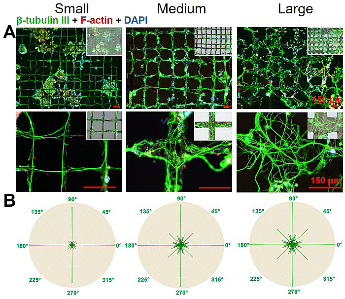 斯蒂文斯理工学院王红军教授课题组等利用还原氧化石墨烯涂层及近场静电打印技术在形成可控三维类神经网络方面取得进展