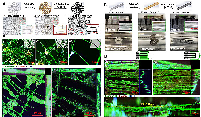 斯蒂文斯理工学院王红军教授课题组等利用还原氧化石墨烯涂层及近场静电打印技术在形成可控三维类神经网络方面取得进展