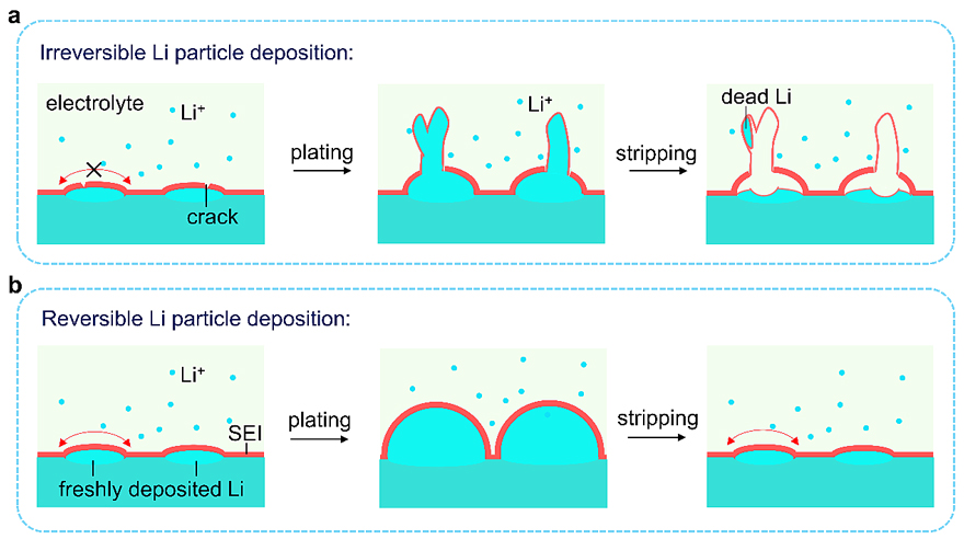 余桂华团队AM：实现锂金属颗粒可逆沉积的超共形可拉伸石墨烯薄膜