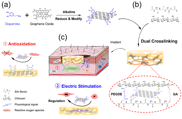 西南交通大学鲁雄教授课题组：多功能电活性仿生支架用于皮肤伤口修复
