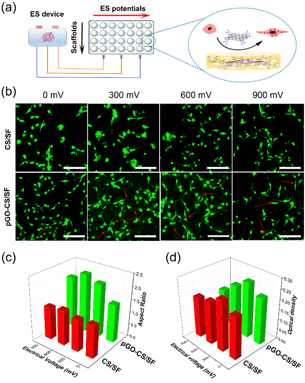 西南交通大学鲁雄教授课题组：多功能电活性仿生支架用于皮肤伤口修复