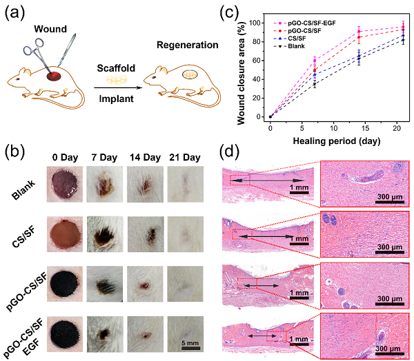 西南交通大学鲁雄教授课题组：多功能电活性仿生支架用于皮肤伤口修复